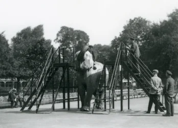 Syed Ali trainiert Indiarani, während andere Mitarbeiter und Wärter zuschauen, London Zoo, Juni 1922